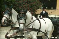 Carrozza con cavalli, Ristorante Molera, Menù alla carta | Matrimoni | Cerimonie | Eventi
